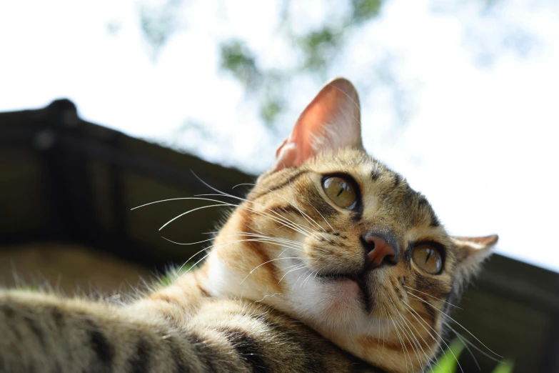 a cat that is laying down in the grass, unsplash, looking at the ceiling, looking upwards, 2019 trending photo, selfie photo