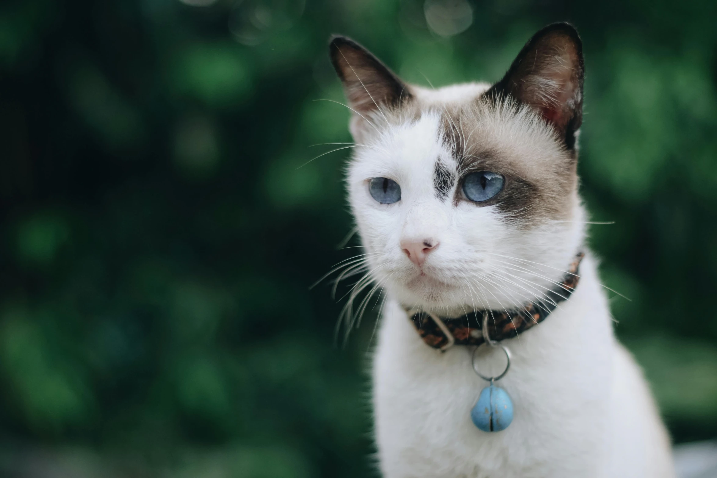 a close up of a cat with blue eyes, a colorized photo, by Julia Pishtar, trending on unsplash, wearing collar on neck, white and blue, instagram post, with a white