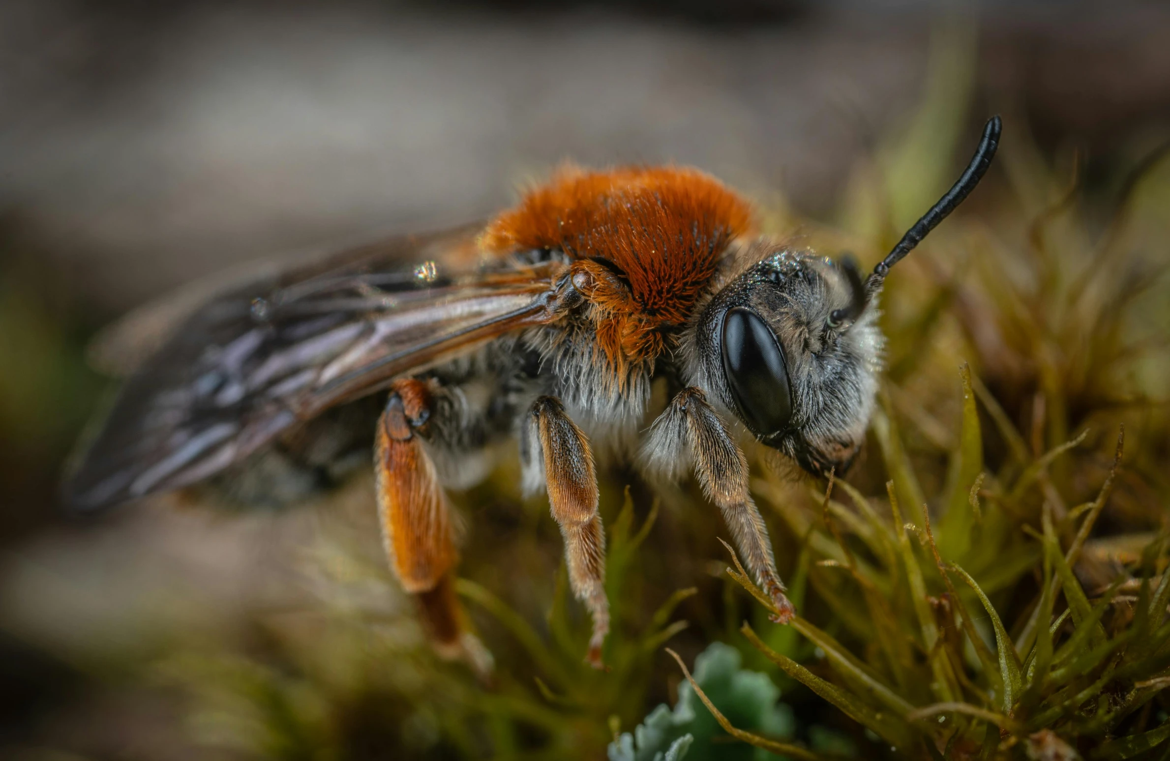 a close up of a bee on a plant, a macro photograph, by Jesper Knudsen, pexels contest winner, hurufiyya, crawling along a bed of moss, hairy orange body, highly detailed photo 4k, grey