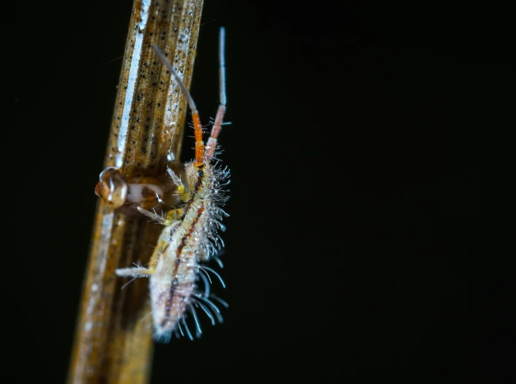 a close up of a spider on a plant, a macro photograph, unsplash, hurufiyya, ghost shrimp, at night, slide show, long shot from back