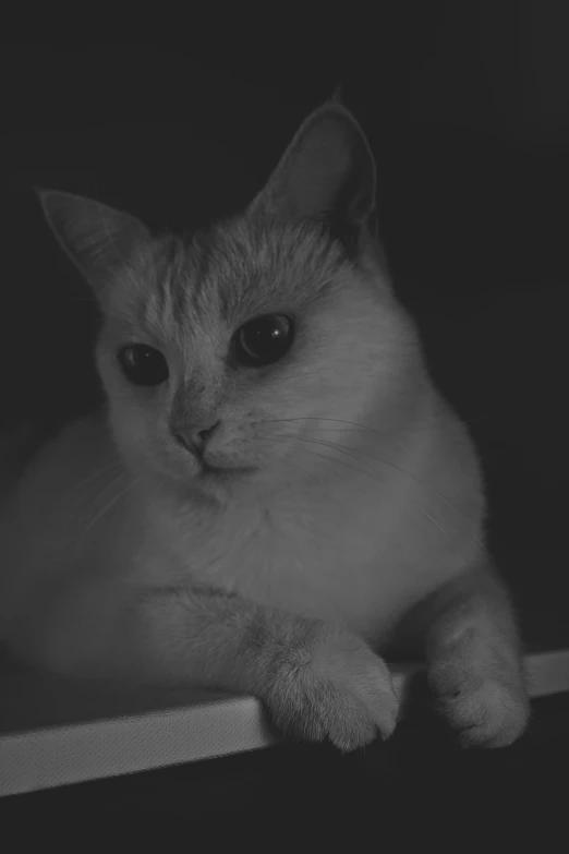 a black and white photo of a cat, albino mystic, it's night time, looking smug, desaturated