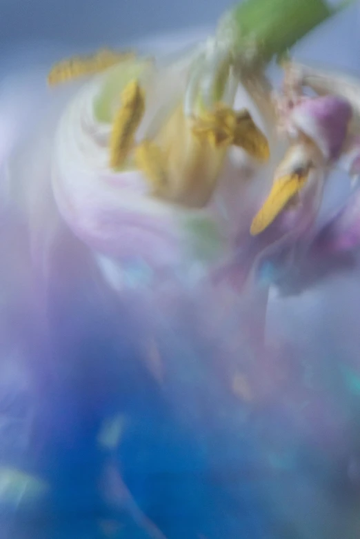 a close up of a flower with a blurry background, inspired by Kim Keever, lyrical abstraction, colourful slime, soft blue tones, yellow and purple tones, angelic photograph