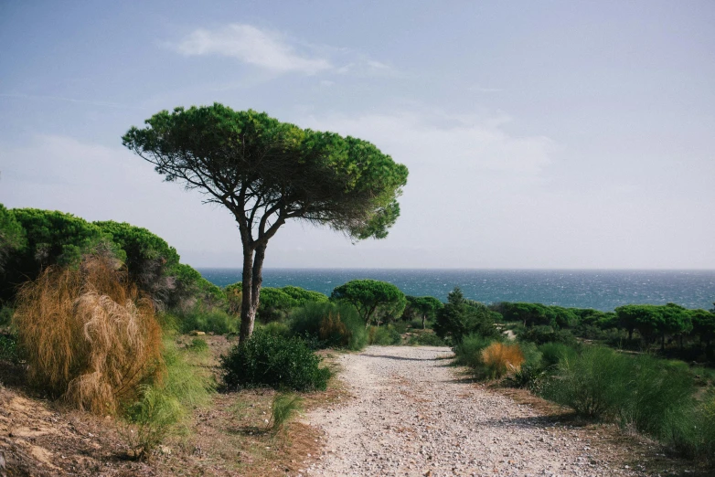 a tree sitting on the side of a dirt road, unsplash contest winner, les nabis, view of sea, maritime pine, southern european scenery, rocky ground with a dirt path