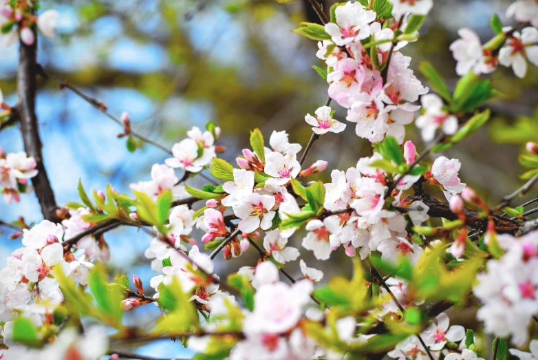 a bunch of white and pink flowers on a tree, promo image, thumbnail, sakura kinomoto, gardening