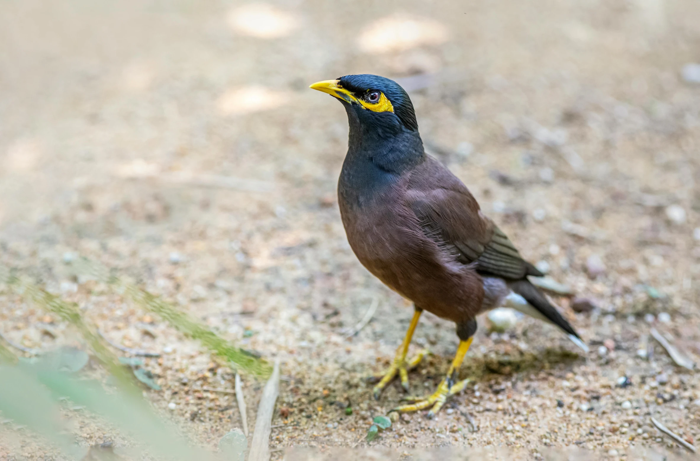 a bird that is standing in the dirt, pexels contest winner, hurufiyya, avatar image, brown and gold, australia, sri lanka