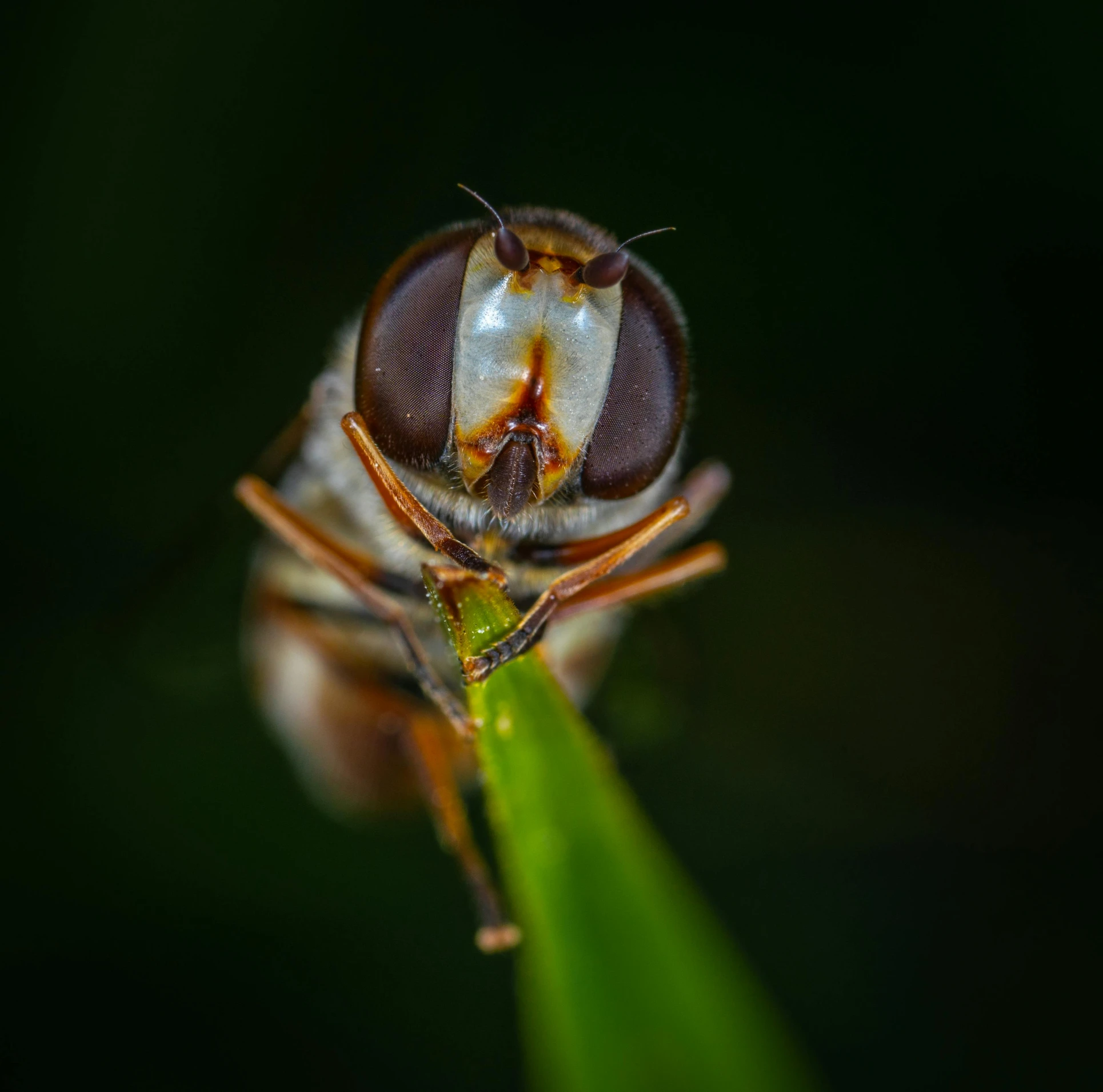 a close up of a fly on a blade of grass, a macro photograph, pexels contest winner, hurufiyya, clear symmetrical face, portrait shot 8 k, photo taken at night, today\'s featured photograph 4k