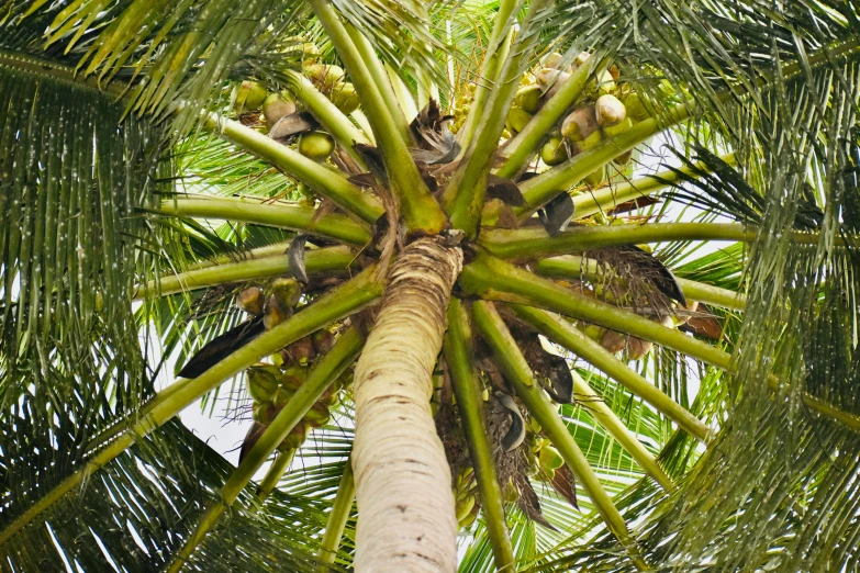 a group of birds sitting on top of a palm tree, in a tree, up-close, coconuts, full frame image