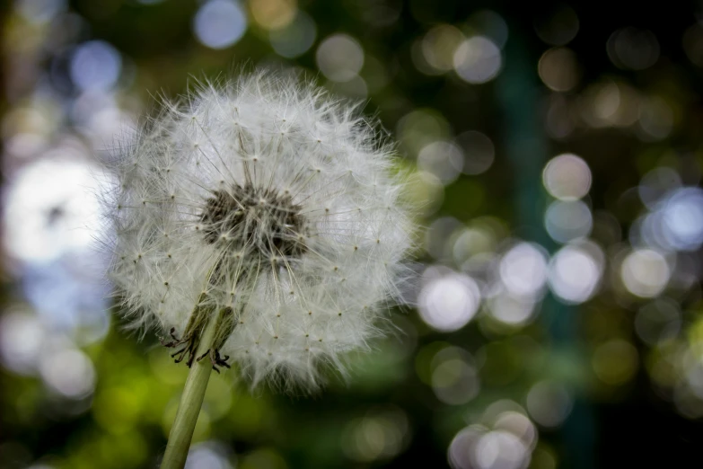 a close up of a dandelion with a blurry background, a portrait, unsplash, portrait image, bokeh”, shot on sony a 7, fairy dust