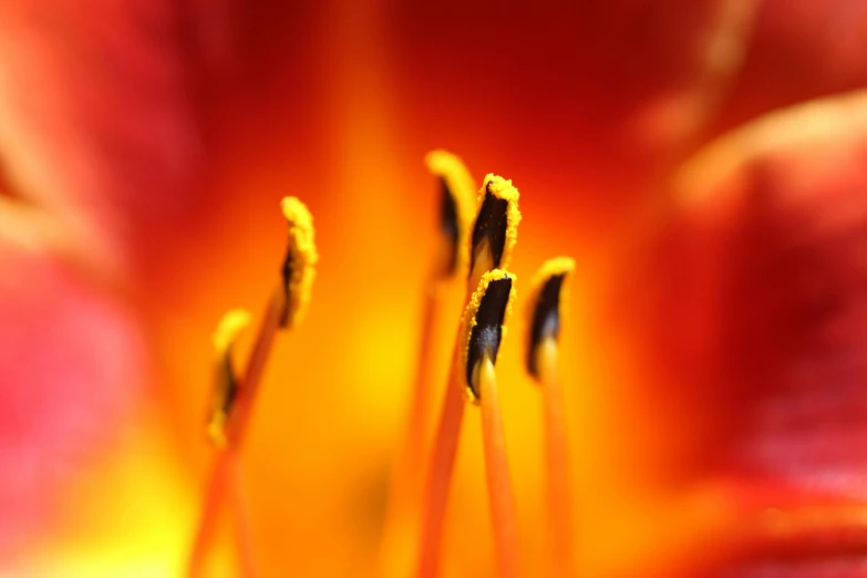 a close up view of the inside of a flower, by David Simpson, pexels, firey, lily flowers, smooth tiny details, macro bokeh ”