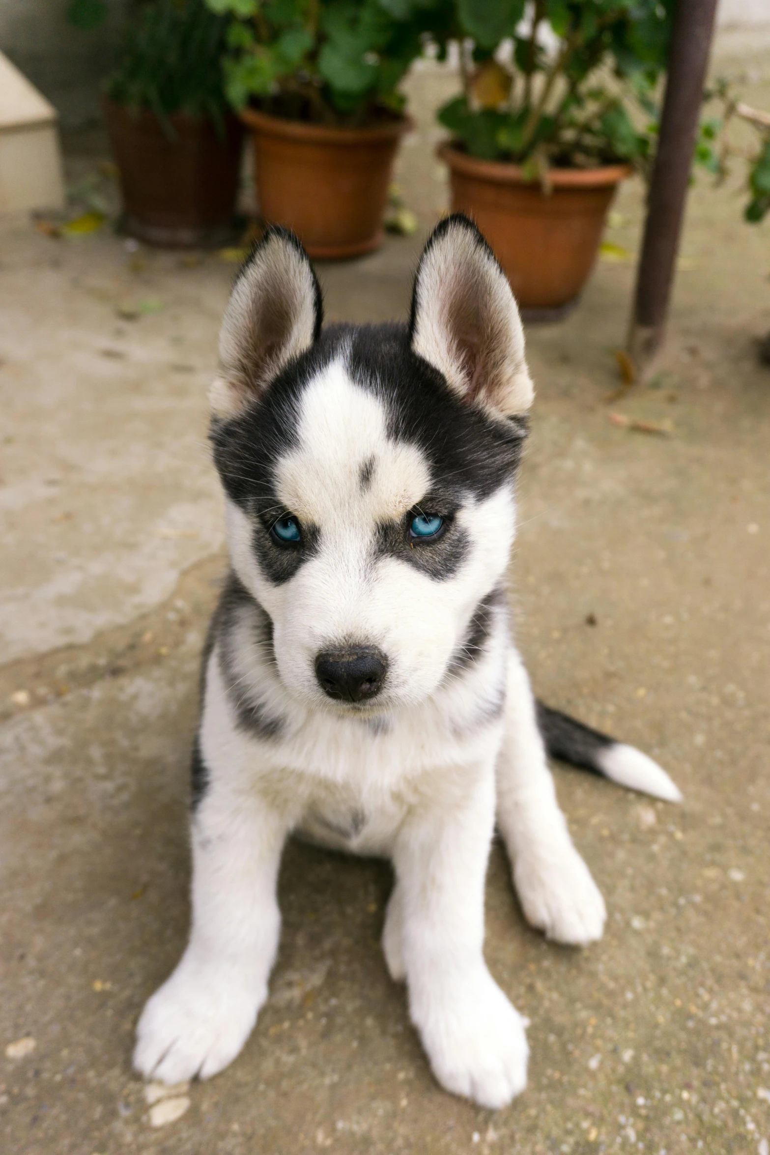 a black and white husky puppy sitting on the ground, a pastel, trending on reddit, square, great quality ), shiny silver, puppies