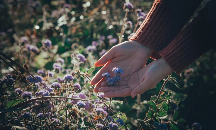 a person holding a small blue flower in their hand, inspired by Elsa Bleda, pexels contest winner, mauve and cyan, australian wildflowers, picking flowers, autumn