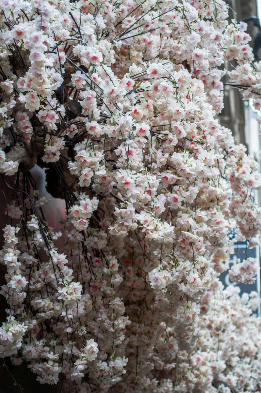 a couple of birds sitting on top of a tree, inspired by Childe Hassam, trending on unsplash, rococo, lots of sakura flowers, kirsty mitchell, detail shots, cascading