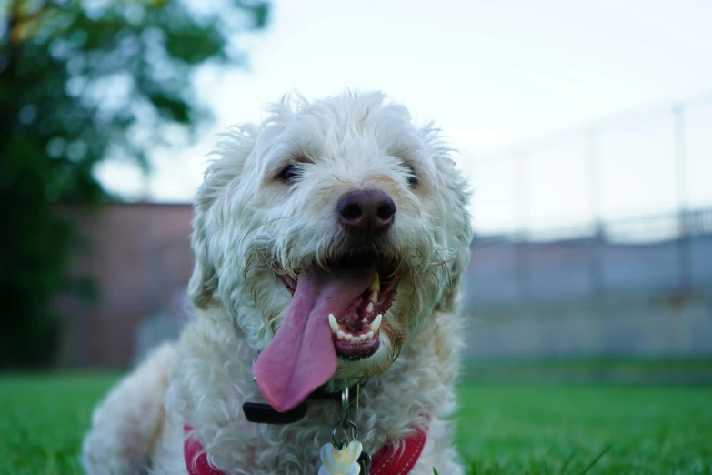 a white dog laying on top of a lush green field, pexels contest winner, happening, closeup. mouth open, at a park, profile image, mixed animal