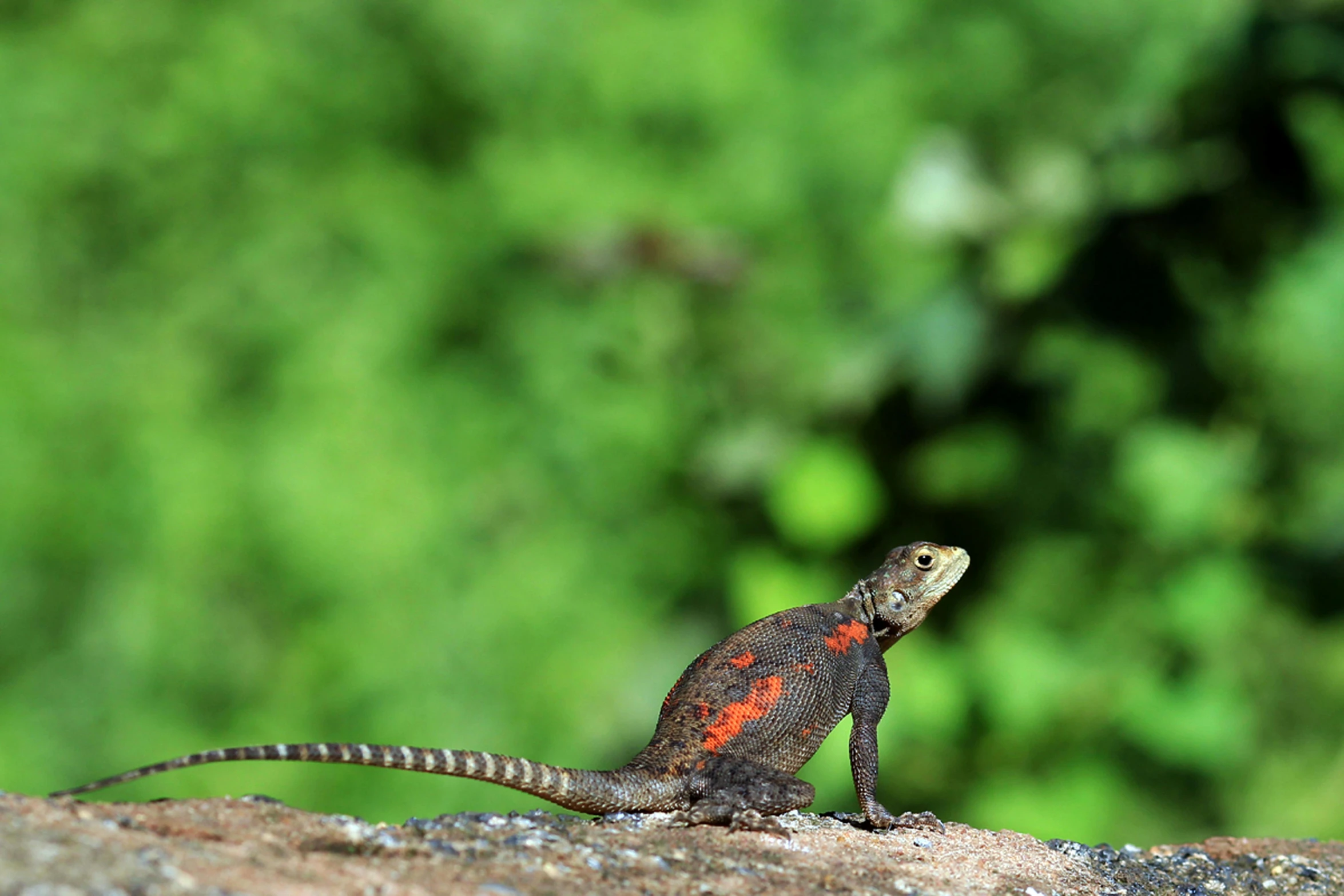 a lizard that is sitting on a rock, by Gwen Barnard, pexels contest winner, sumatraism, body with black and red lava, sri lanka, avatar image