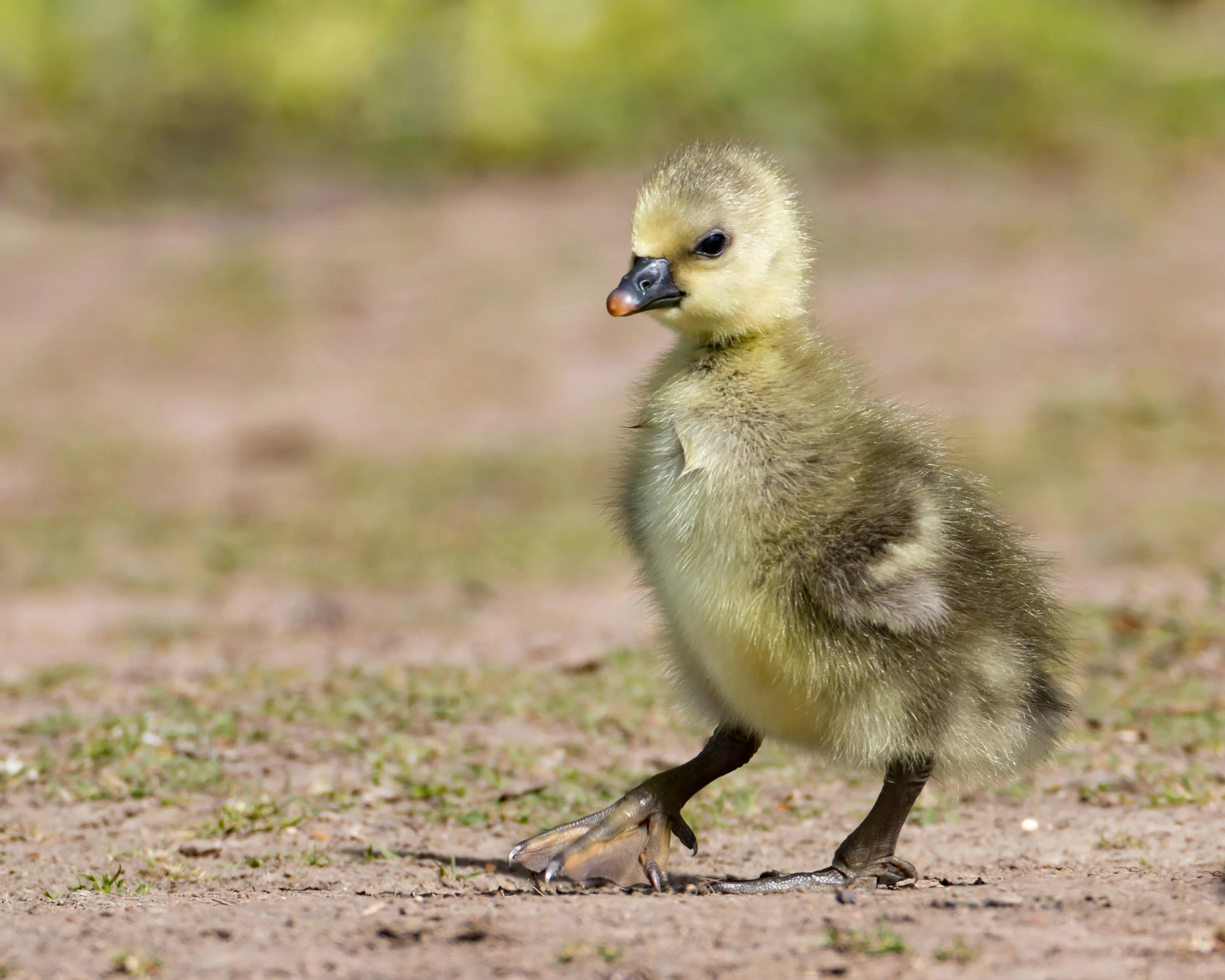 a baby duck walking across a dirt field, by Jan Tengnagel, pexels contest winner, cute goose, undertailed, pallid skin, immature