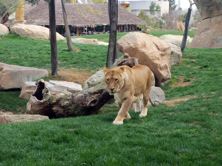 a couple of lions walking across a lush green field, in the zoo exhibit, princess in foreground, kim hyun joo, a wooden