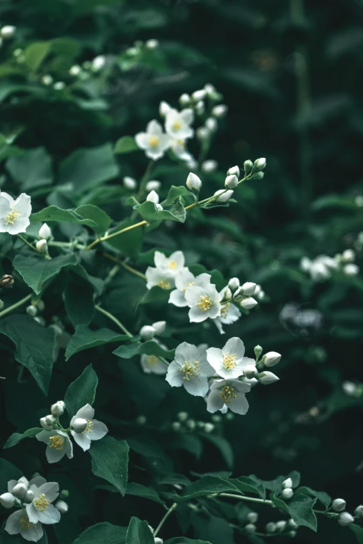 a bush of white flowers with green leaves, inspired by Frederick Goodall, unsplash, renaissance, wild berry vines, platinum, bittersweet, mild