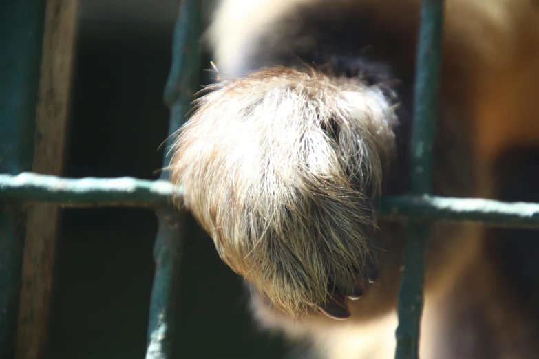 a close up of a dog's paw through a fence, by Jan Tengnagel, sumatraism, fluffy mane, bird's eye, long chin, light brown fur