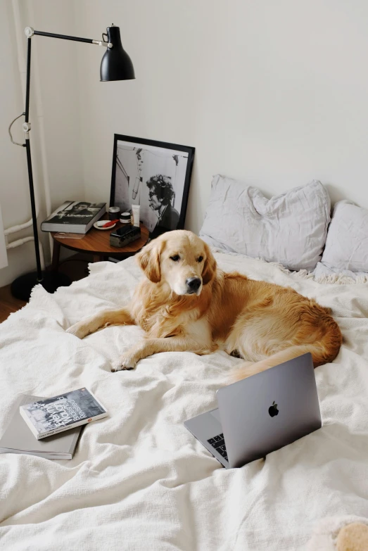 a dog laying on top of a bed next to a laptop, by Carey Morris, trending on pexels, shiny golden, sydney hanson, a room, sprawling