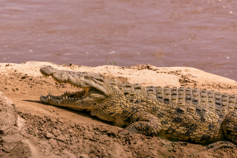a crocodile resting on a rock next to a body of water, pexels contest winner, hurufiyya, brown mud, on a riverbank, panels, full faced
