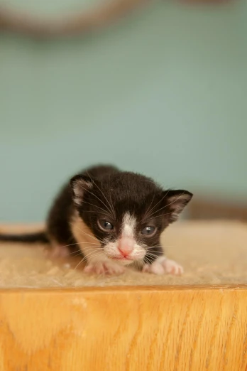 a small black and white kitten sitting on top of a wooden table, with a white nose, comforting, adoptables, getty images