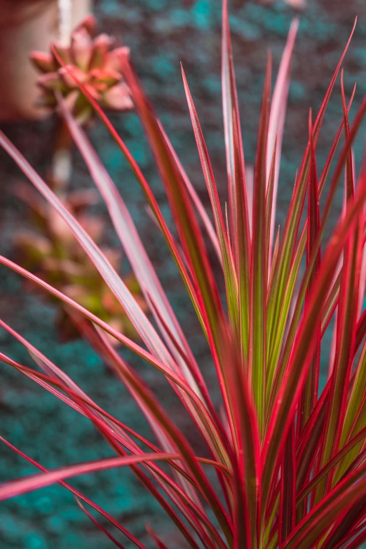 a close up of a plant with red leaves, a portrait, by Gwen Barnard, unsplash, vibrant iridescent colors, palm lines, pink grass, large potted plant