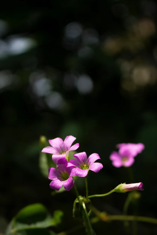 a group of pink flowers sitting on top of a lush green field, a macro photograph, by Reuben Tam, on a dark background, without text, over the shoulder, violet polsangi