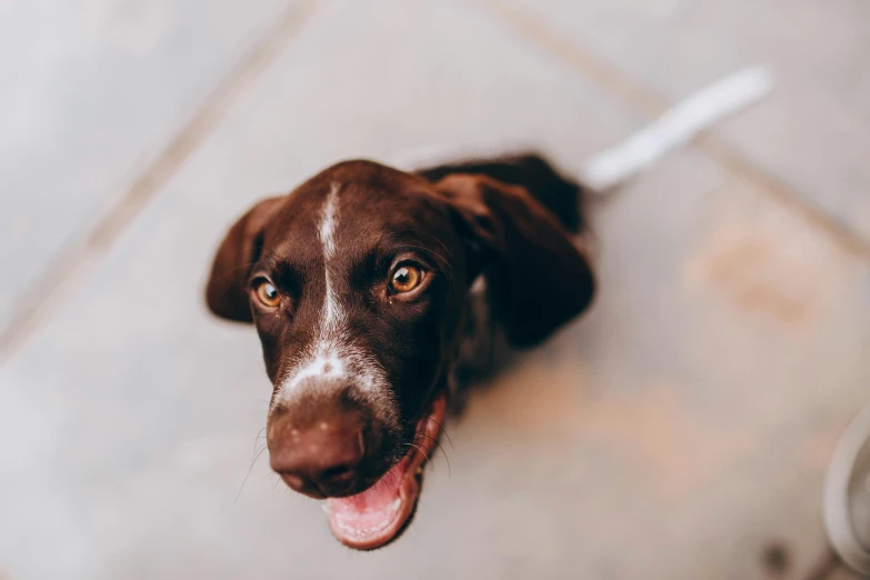 a brown and white dog looking up at the camera, pexels contest winner, soft lulling tongue, instagram post, thumbnail, australian