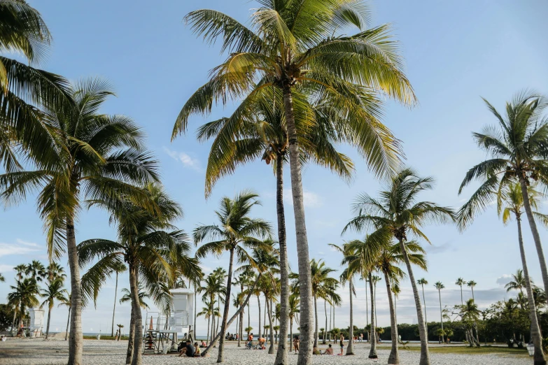 a group of palm trees sitting on top of a sandy beach, by Nina Hamnett, pexels contest winner, palms and miami buildings, thumbnail, medium format, sunny day time