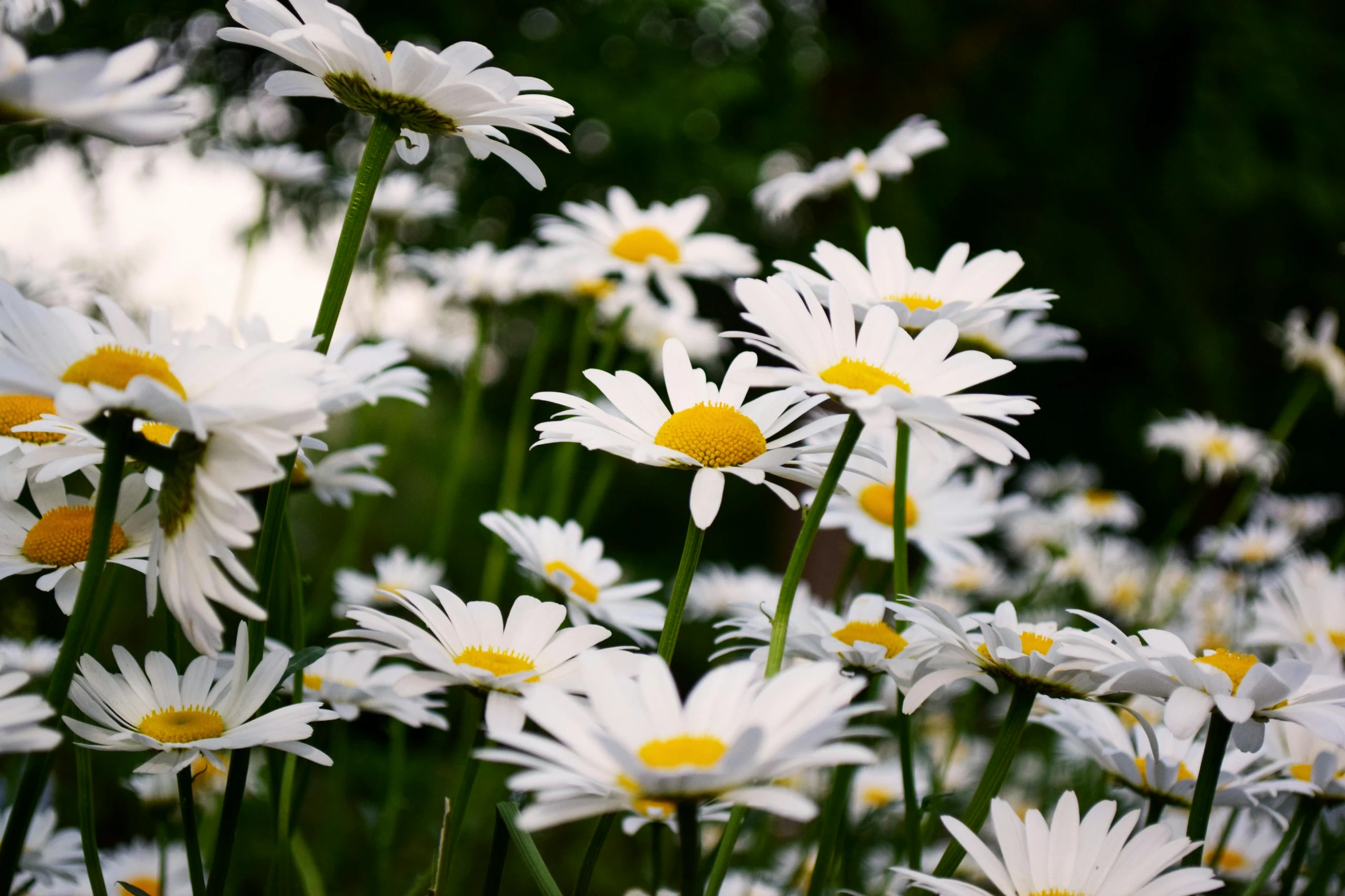 a field of white flowers with yellow centers, by Carey Morris, unsplash, fan favorite, cottagecore flower garden, paul barson, daisy