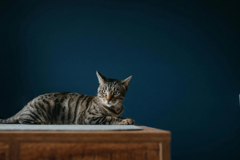 a cat sitting on top of a wooden table, a portrait, unsplash, minimalism, blue, chest high, rectangle, grey