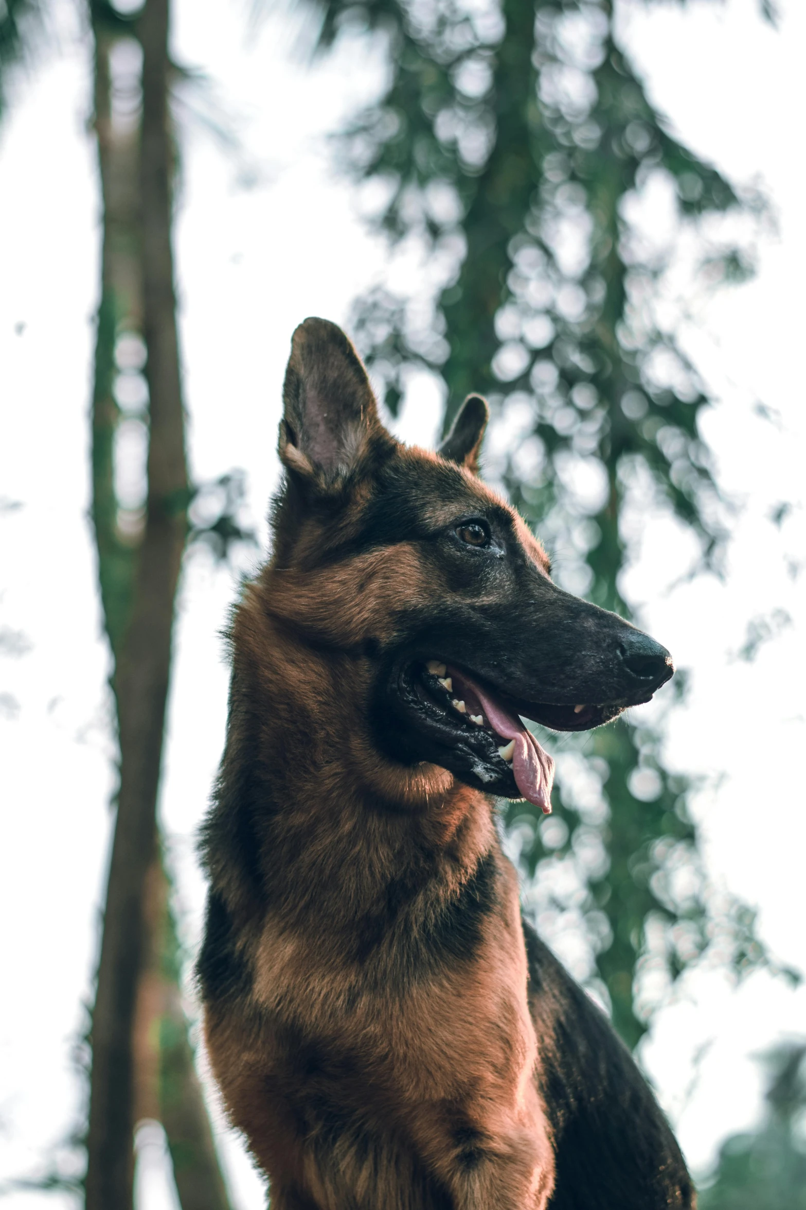 a dog is sitting on a rock in the woods, by Niko Henrichon, pexels contest winner, renaissance, german shepherd, close - up profile, avatar image, an afghan male type