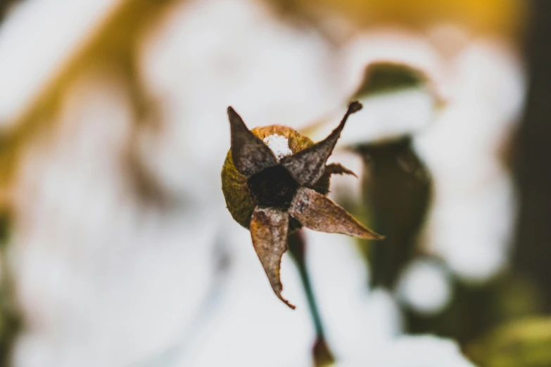 a close up of a flower with a blurry background, by Niko Henrichon, unsplash, rotting skin, winter photograph, unshaded, some rust