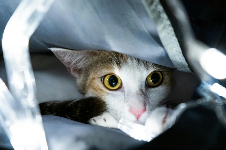 a close up of a cat peeking out of a bag, a portrait, by Julia Pishtar, shutterstock contest winner, curled up under the covers, with a white muzzle, shocked look, hiding behind obstacles