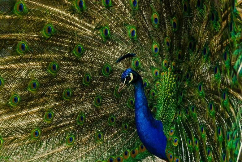 a close up of a peacock with its feathers open, an album cover, pexels contest winner, 🦩🪐🐞👩🏻🦳, full body close-up shot, highly ornamental, birds eye photograph