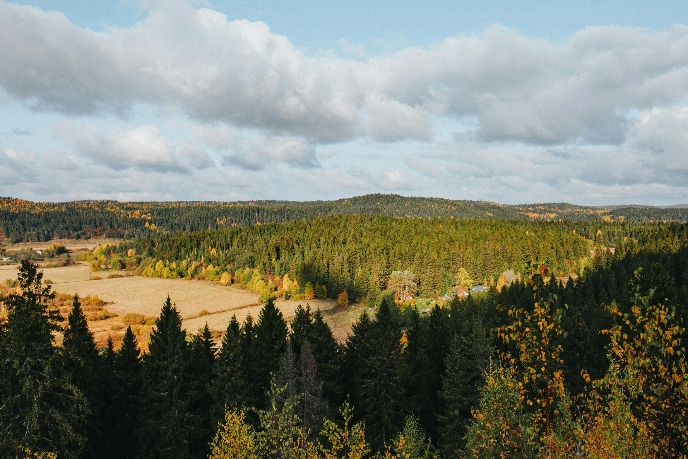 a lush green forest filled with lots of trees, by Jesper Knudsen, pexels contest winner, les nabis, panorama distant view, during autumn, swedish countryside, overlooking a valley