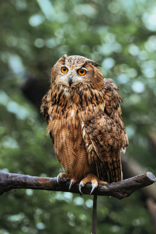 a brown owl sitting on top of a tree branch, a portrait, pexels contest winner, renaissance, vivid)