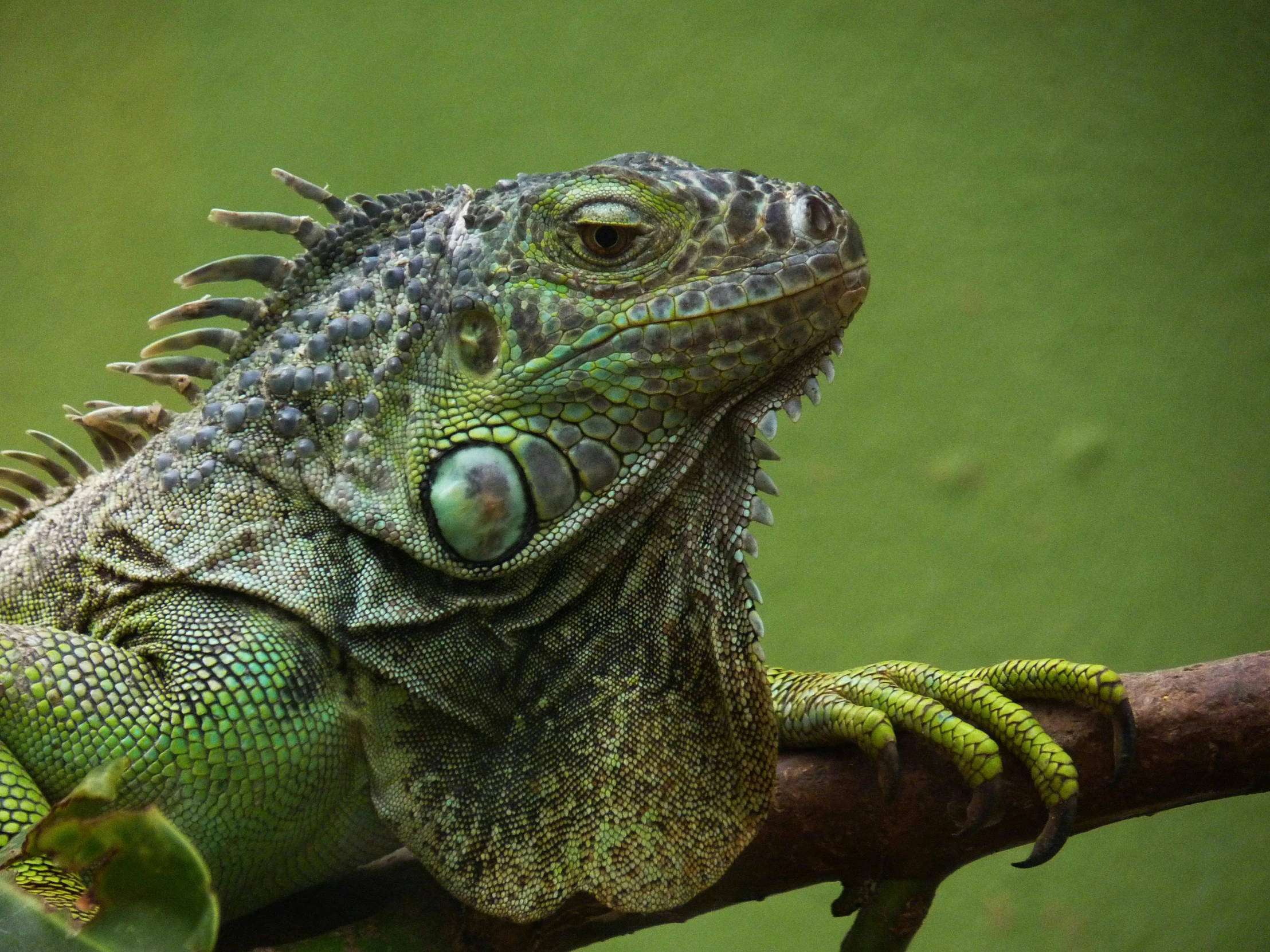 a close up of a lizard on a tree branch, pexels contest winner, iguana, green skin with scales, 🦩🪐🐞👩🏻🦳, exotic fish