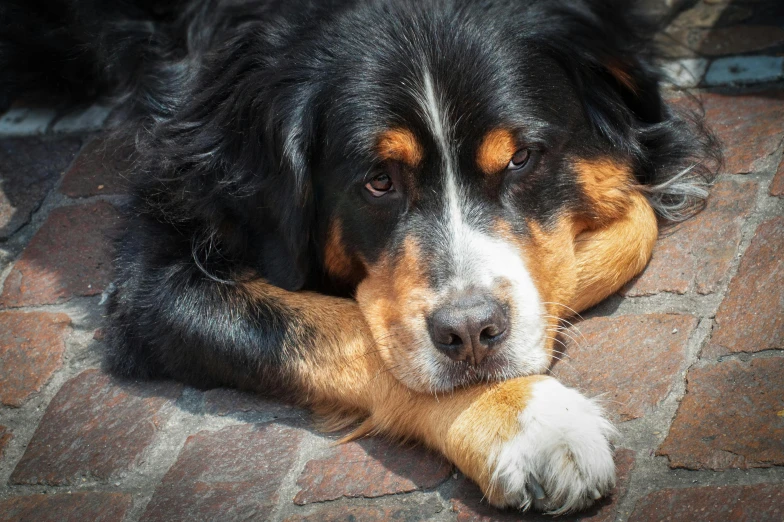 a close up of a dog laying on a brick floor, by Jan Tengnagel, pexels contest winner, holding paws, aussie, solemn face, istock