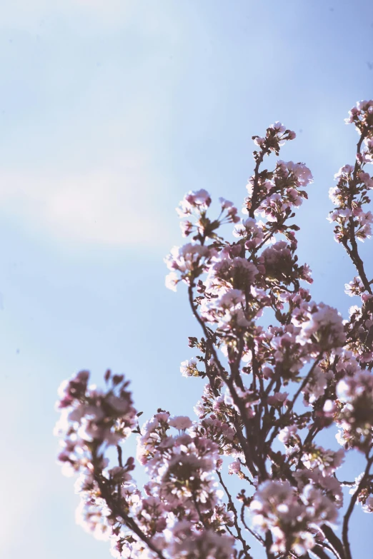 a tree with pink flowers against a blue sky, an album cover, trending on unsplash, aestheticism, brown, lilac, website banner, low detail