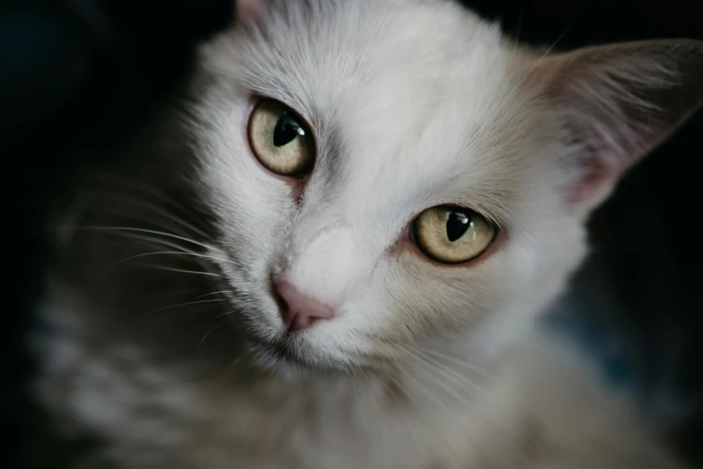 a close up of a white cat looking at the camera