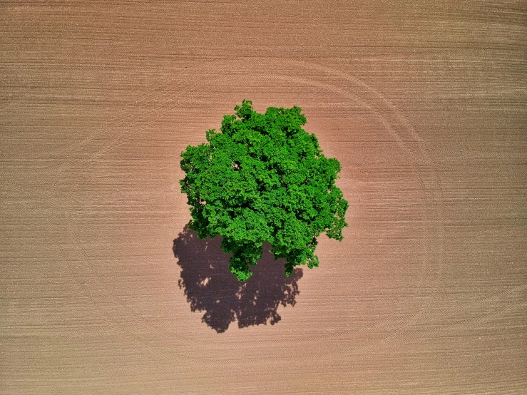 an aerial view of a tree in a field, a digital rendering, by Andries Stock, pexels contest winner, land art, elm tree, light green, on wood, high shadow