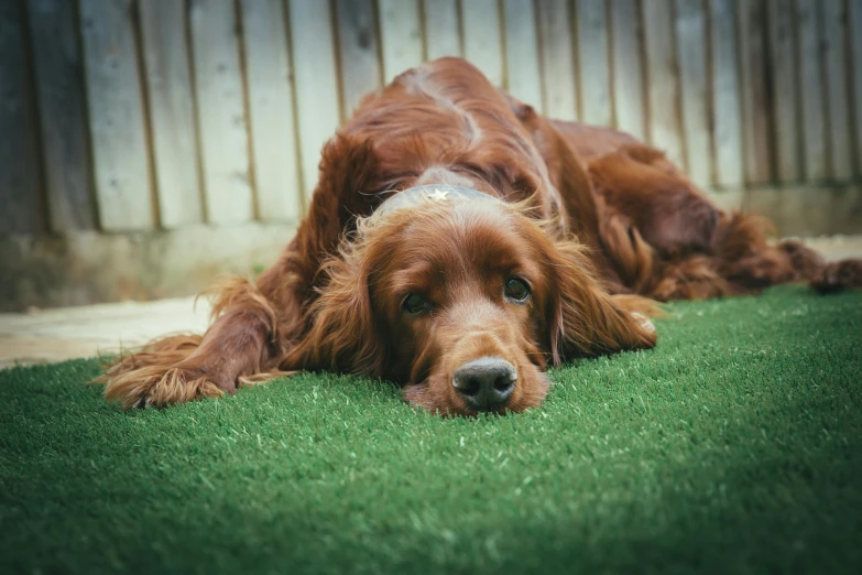 a brown dog laying on top of a lush green field, pexels contest winner, fake grass, laying on a bed, in the garden, hr ginger