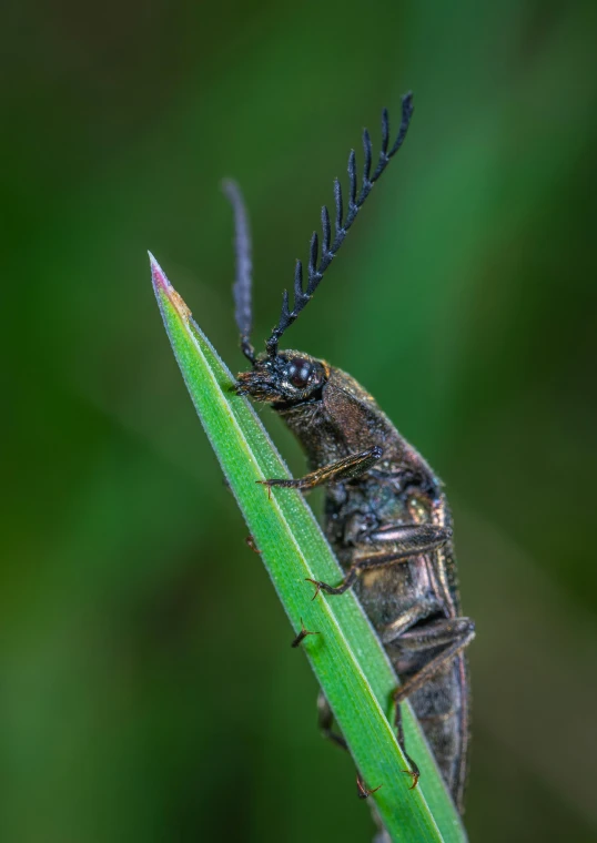 a bug sitting on top of a green leaf, a macro photograph, by Arnie Swekel, shutterstock contest winner, happening, in the high grass, avatar image, large horned tail, high resolution photo