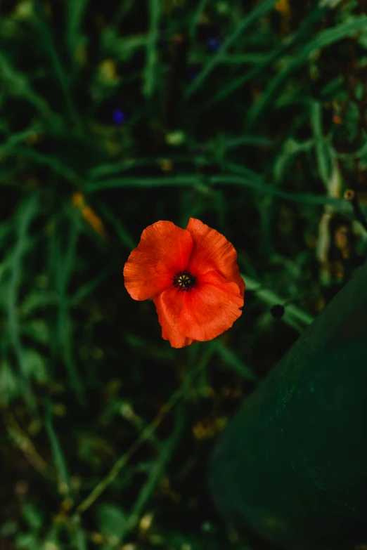 a red flower sitting on top of a lush green field, a portrait, unsplash, impeccable military composure, vibrant but dreary orange, ignant, close to night