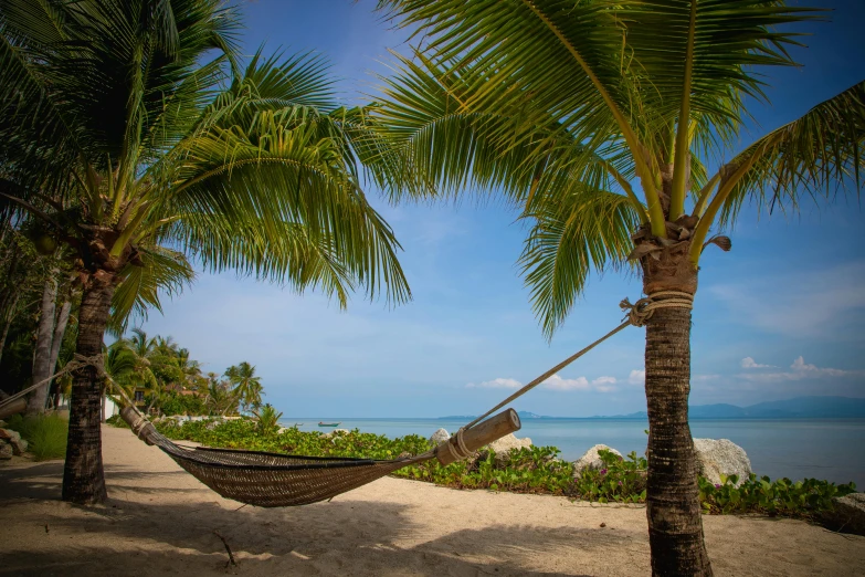 a hammock between two palm trees on a beach, pexels contest winner, avatar image, thumbnail, resort, lush surroundings