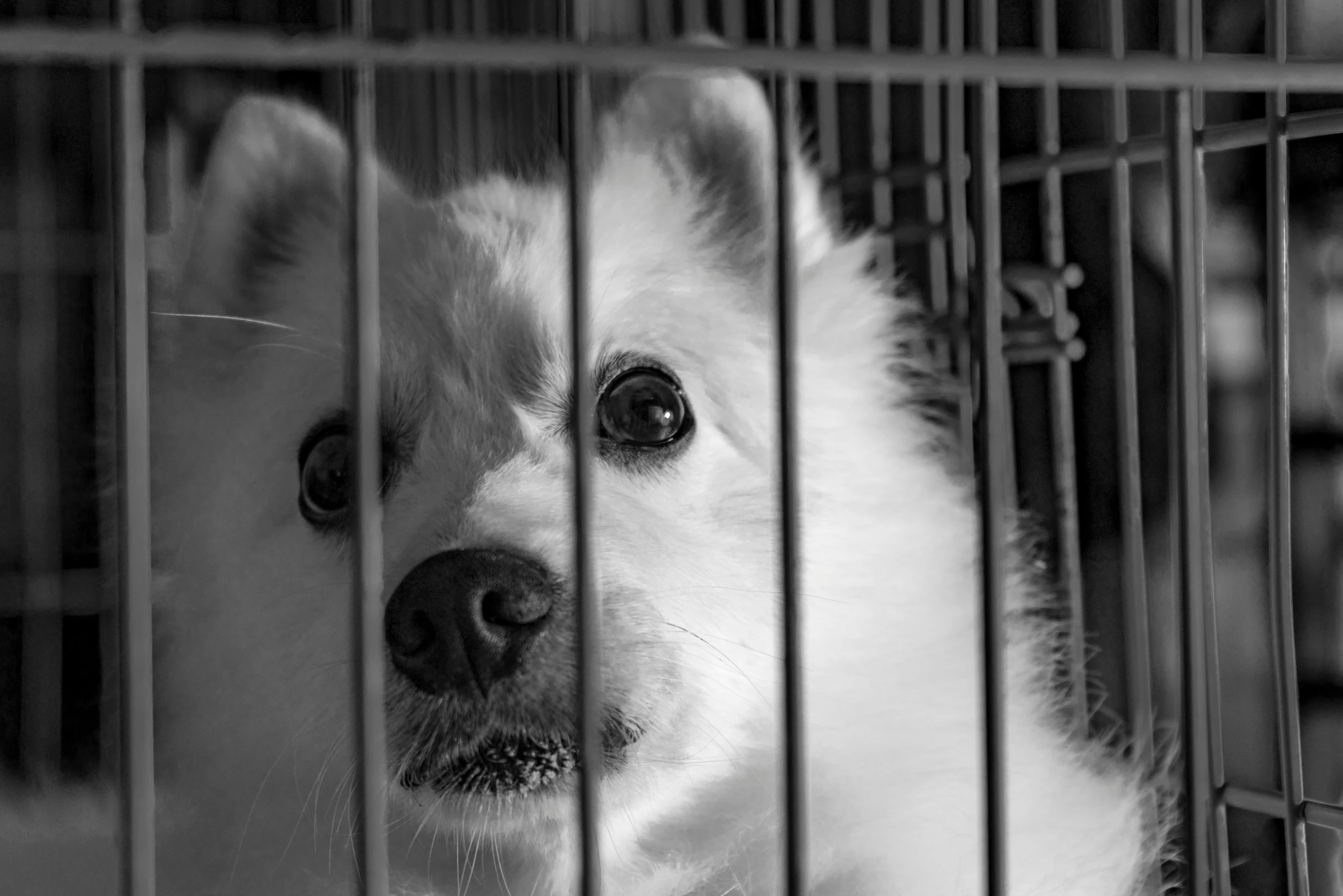 a black and white photo of a dog in a cage, by Emma Andijewska, pixabay, pomeranian, square, reuniting, white hairs