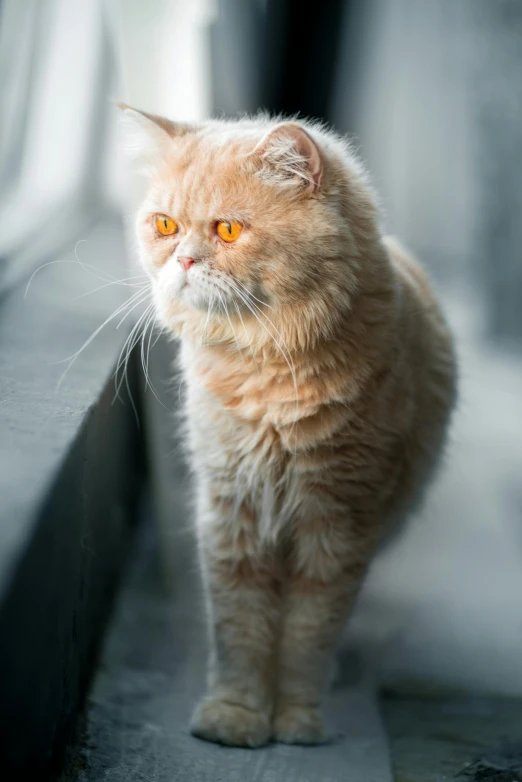 a close up of a cat on a window sill, a portrait, by Julia Pishtar, trending on unsplash, persian cat, walking towards the camera, grumpy [ old ], glowing orange eyes