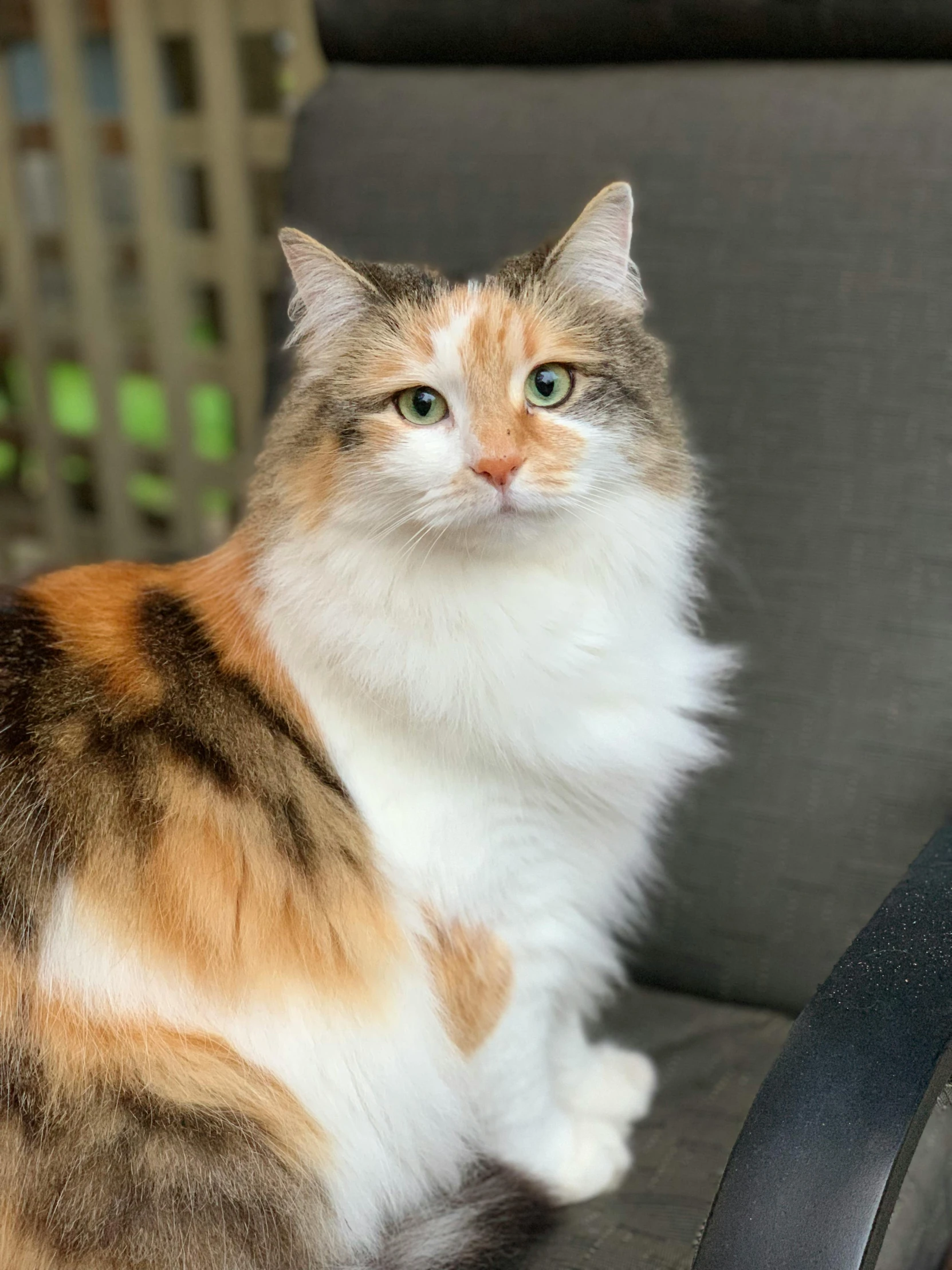 a cat that is sitting on a chair, facing the camera