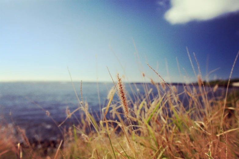 a field of grass next to a body of water, a tilt shift photo, happening, views to the ocean, instagram photo, low angle photograph, clear blue sky vintage style